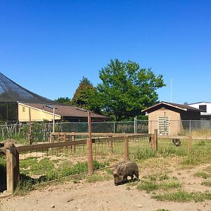 Chacoan Peccary Exhibit