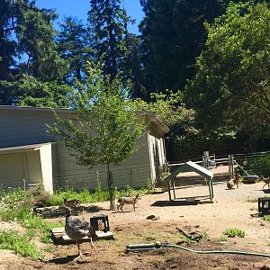 Crested Screamer and Pantagonian Mara Exhibit
