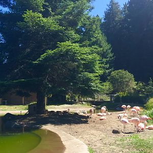 Chilean Flamingo and Orinoco Goose Exhibit