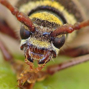 Plagionotus detritus