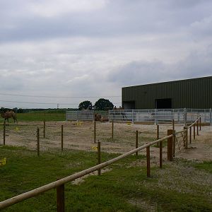 View of part of the New Bactrian Camel Enclosure - 23 June 2016