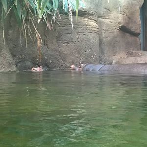 Mother and Baby Hippopotamus
