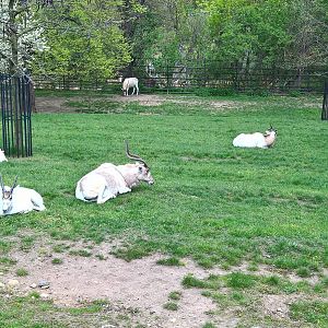 Addax