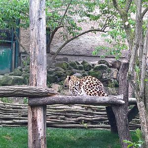 Amur Leopard