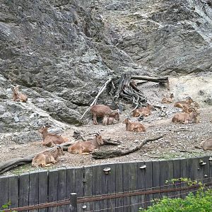Barbary sheep