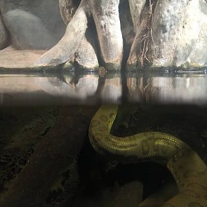 Common anaconda