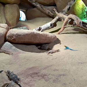 Sonora desert reptiles
