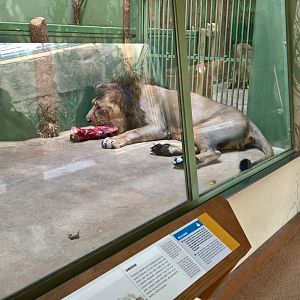 Asiatic lion enjoying its meat