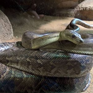 Cuban tree boa