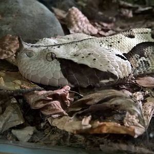 Western gaboon viper