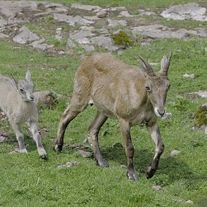 West Caucasian tur nanny and kid