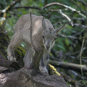 West Caucasian tur kid