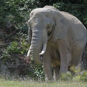 African elephant 'Duchess'