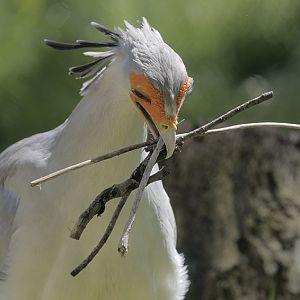 Secretary collects twigs