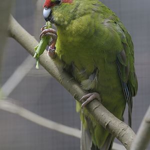 Red-fronted kakariki