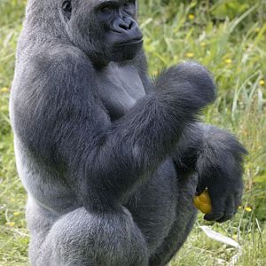 'Kiondo' at the Gorilla Talk