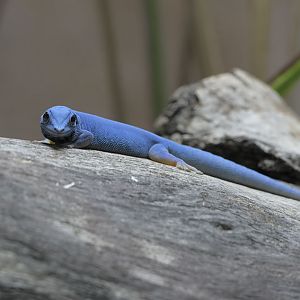 Electric blue day gecko