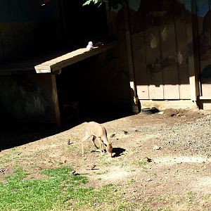 Kirks Dik-Dik and Helmeted Guinea Fowl Exhibit