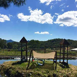 Ring-tailed Lemur Exhibit