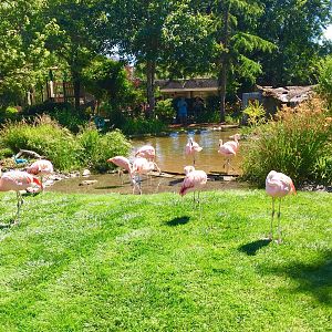 Chilean Flamingo Exhibit