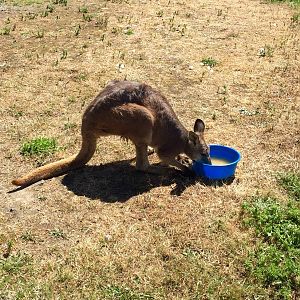 Common Wallaroo