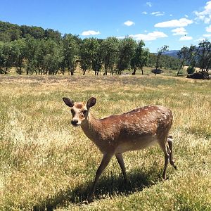 Sika Deer - Asia Section