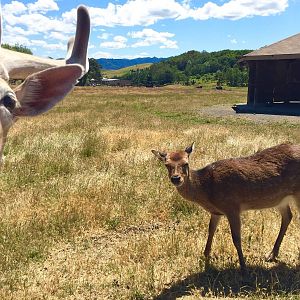 Fallow and Sika Deer - Asia Section