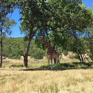 Giraffe - Africa Section