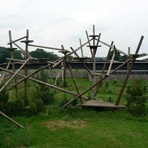 Amur Leopard Enclosure - 23 June 2016