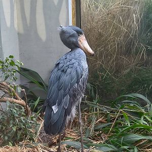 Shoebill