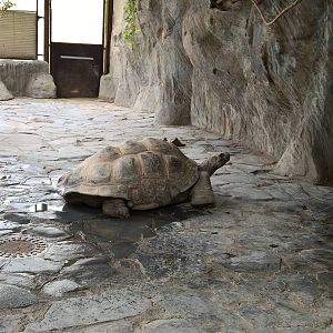 Giant tortoise