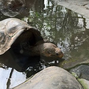 Giant tortoise