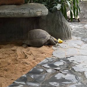 Giant tortoise