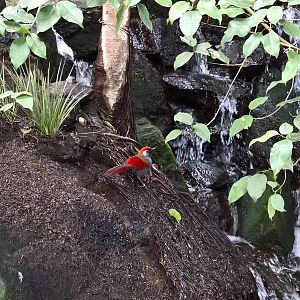 Red-tailed laughingthrush