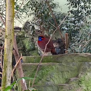 Temminck's tragopan