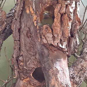 Greater yellow-naped woodpecker