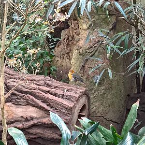 Orange-headed ground-thrush