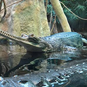 Gharial