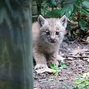 Canada Lynx