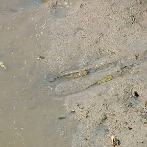 Giant Mudskipper