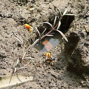 Fiddler Crabs