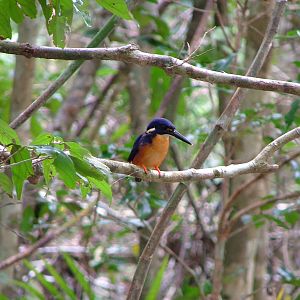 Azure kingfisher