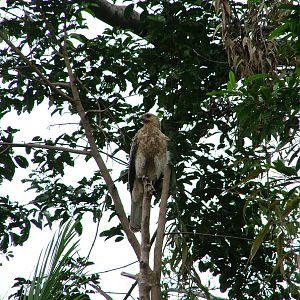 Whistling kite