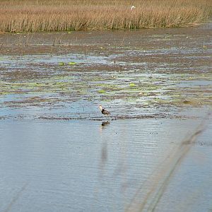 Comb-crested jacana