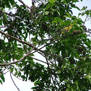 Australasian figbird