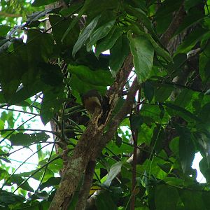 Victoria's riflebird female