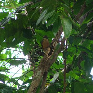 Victoria's riflebird female