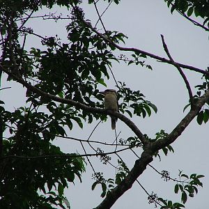 Laughing kookaburra