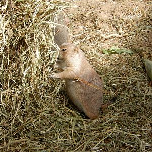 6/23/2016 - Prairie Dog