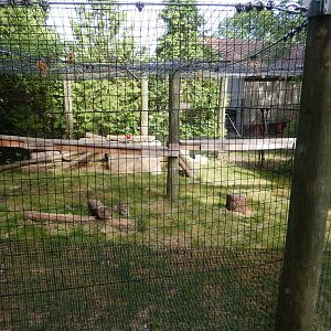 6/23/2016 - Canadian Lynx Exhibit